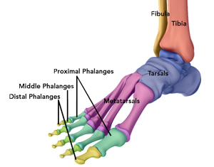 Photo Gallery, Foot & Ankle Surgery